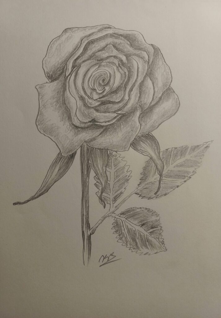 Pencil sketch of rose by Khagesh Mahanta.