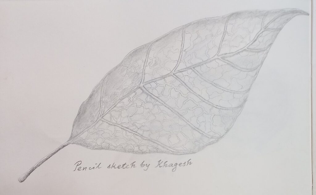 Pencil sketch of a tree leave by Khagesh Mahanta.